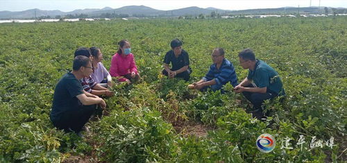 送到田間地頭的農(nóng)業(yè)科技服務