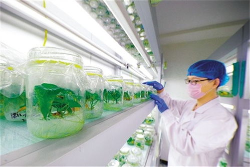 為產(chǎn)業(yè)扶貧插上科技翅膀 中國農(nóng)科院科技扶貧紀(jì)實(shí)