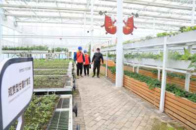 泗水縣人民政府 最新動態 縣供電公司:電足蔬果飄香產業興