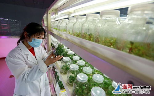 連云港東海 科技驅動讓農業(yè)更豐 甜