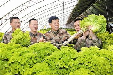 總后農(nóng)副業(yè)科技服務站建現(xiàn)代農(nóng)場 豐富 菜籃子