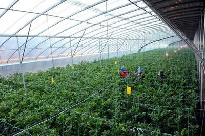 國網(wǎng)黃驊市供電公司:心系菜農(nóng)送服務 保障市民&ldquo;菜籃子&rdquo;