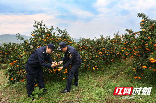 組圖丨長沙海關(guān)優(yōu)服務助力特色農(nóng)產(chǎn)品柑橘出口