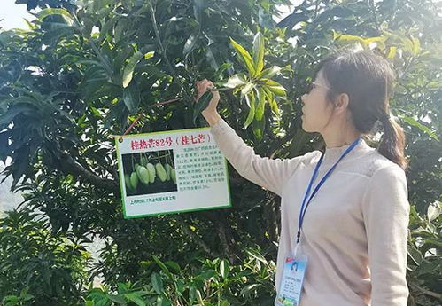 深耕芒果研究,百色學院這兩項數據躋身國內行業領域前列