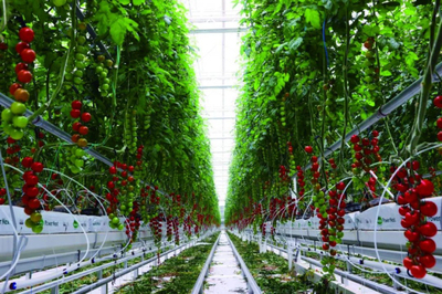 全鏈賦能 科技驅動 首農食品集團全力拎穩首都'菜籃子'農業科技服務