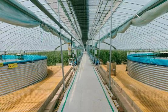 農政齊民 以魚菜共生智慧工廠，書寫城市菜籃子保供新篇章